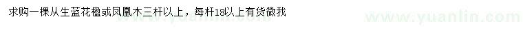 求购丛生蓝花楹、3杆以上凤凰木