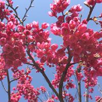 中国红樱花种植要点