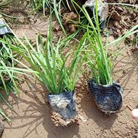 麦冬等各种草坪出售以及草花 地被植物  宿根花卉