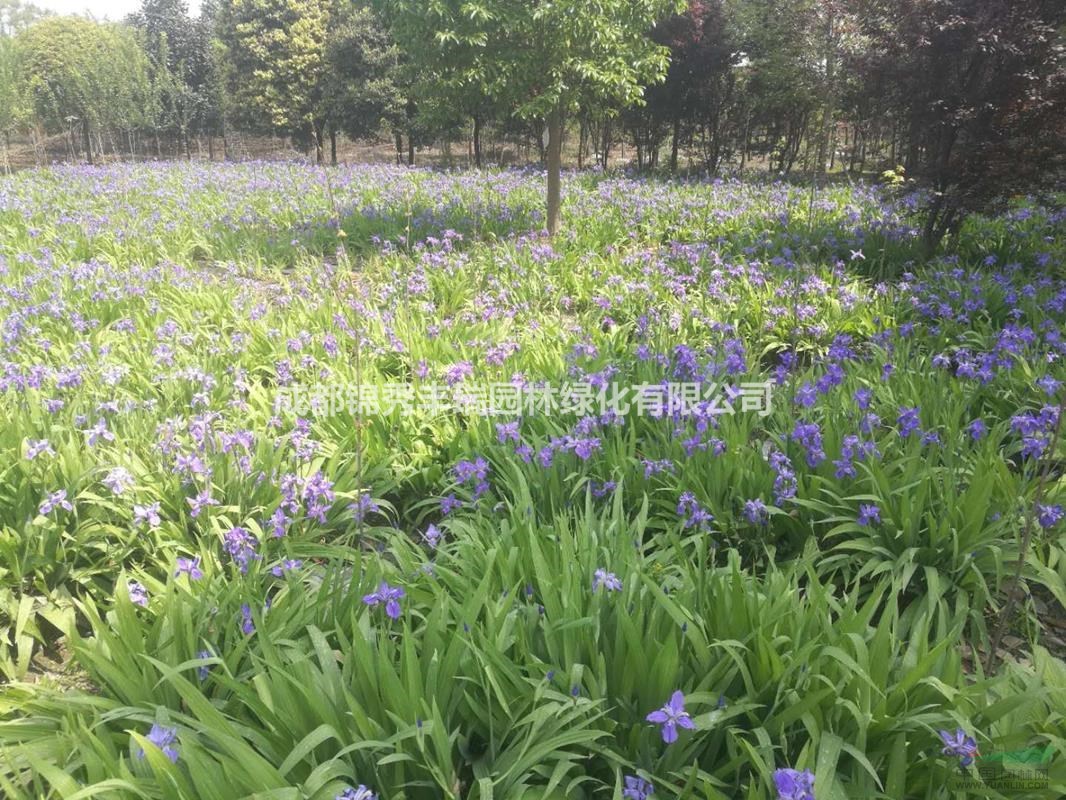 德国鸢尾 蓝花鸢尾 水生鸢尾 西伯利亚鸢尾 紫花鸢尾基地 种植厂家 产地报价单 成都锦秀丰瑞园林绿化有限公司