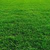 常年供应优质草坪 山东地区今起明到 早熟禾草坪 混播草坪