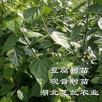 绿豆腐树苗基地供应观音豆腐神仙豆腐树苗批发豆腐柴苗