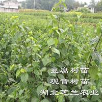 绿豆腐树种植基地批发神仙豆腐臭黄荆苗斑鸠占斑鸠叶树苗