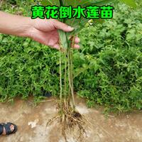 大量供应广西黄花倒水莲苗 观音串种苗 黄花参 倒吊黄种苗产地