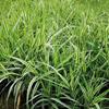 可供贵州贵阳批发水生植物｜可供贵阳水生植物花叶芦竹供应