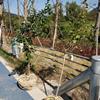 私家庭院景观设计鸿运果树桩