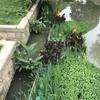 可供贵州水生植物供应商｜可供贵州哪里卖水生植物花叶芦竹
