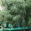 可供贵州六盘水水生植物芦苇|可供贵州园林绿化供应