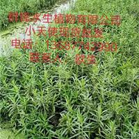 可供邵阳水生植物｜可供娄底水生植物基地｜小天使价格