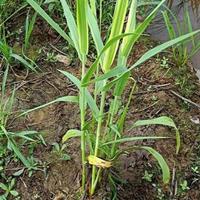 可供仁怀水生植物基地｜可供毕节水生植物基地｜花叶芦竹