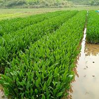 可供丽江水生植物基地｜保山水生植物基地｜梭鱼草批发