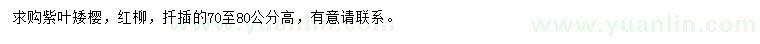 求购高70-80公分紫叶矮樱、红柳