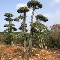 大小规格对节白蜡10基地