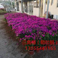 三角梅球价格，三角梅球形批发基地