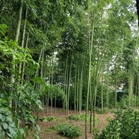 竹子品种大全、刚竹批发销售、银环竹、毛竹、淡竹