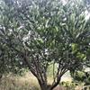 3m-3.5m优质胡柚树