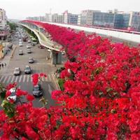 水红三角梅图片，水红花三角梅盆景基地