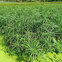 可供西安水生植物基地｜可供西安哪里卖水生植物｜风车草基地直销