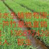 可供广东哪里卖水生植物｜可供广东生态水生植物｜花叶芦竹