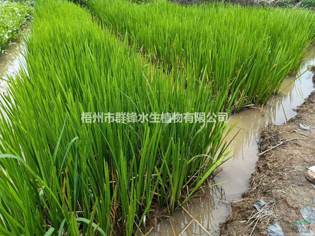 可供贵州生态水生植物基地在哪里 可供贵州水生植物哪家好 菖蒲基地 种植厂家 产地报价单 梧州市群锋水生植物有限公司