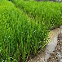 可供贵州生态水生植物基地在哪里｜可供贵州水生植物哪家好｜菖蒲