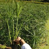 可供重庆水生植物基地｜可供重庆水生植物供应商｜旱伞草