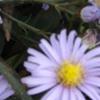 荷兰菊 紫菀 淡紫色荷兰菊 粉色荷兰菊 红花荷兰菊