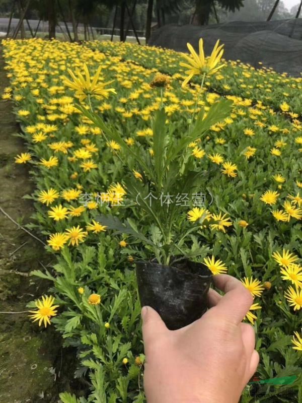 木春菊大量批發,30公分高木春菊工程苗批發價格