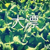 大漂/浙江大漂市场行情，杭州萧山水生植物水葫芦，水鳖价格