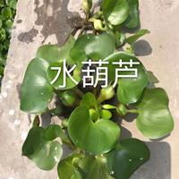 水生植物水葫芦/萧山水葫芦报价