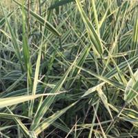 基地专业种植水生鸢尾、西伯利亚鸢尾、再力花、黄昌蒲、花叶芦竹