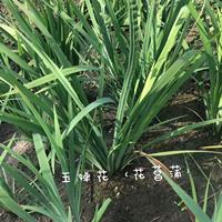 萧山水生植物 浙江玉蝉花价格 便宜的花菖蒲批发 杭州玉蝉花