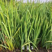 浙江水生植物 杭州黄菖蒲价格便宜 今天杭州黄菖蒲批发价走势