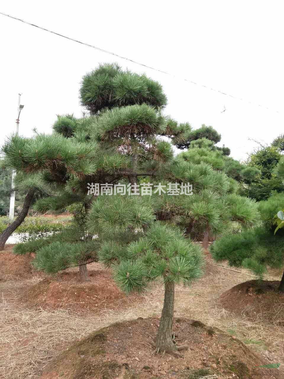 優質特價造型黑松產地直銷
