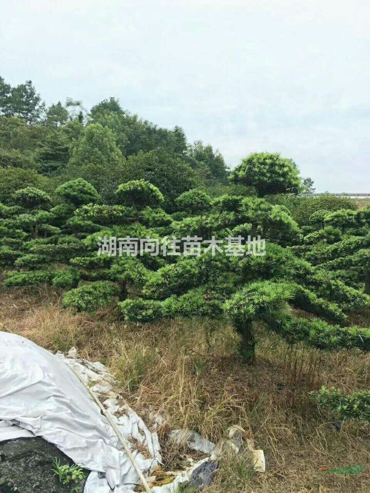湖南供應造型羅漢松規格齊全