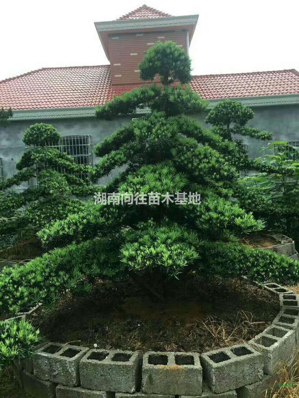 湖南供應造型羅漢松規格齊全