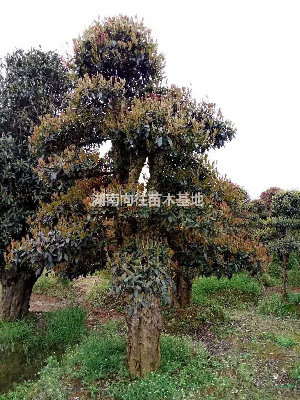 大小規格造型欏木石楠2基地