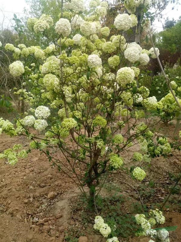 供应结香木绣球木香斗球价格_供应_图片_江苏美宗园林建设有限公司