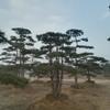 莱芜丛生优质景观油松价格、高度8米的造型松供应