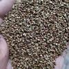 宽叶雀稗种子价格宽叶草种子一平方米用量