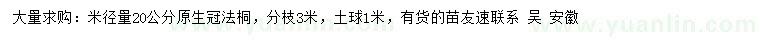 求购米径量20公分原生冠法桐