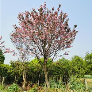 樱花 成都樱花10公分 四川樱花树 