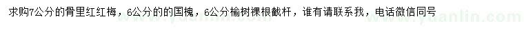 求购骨里红红梅、国槐、榆树