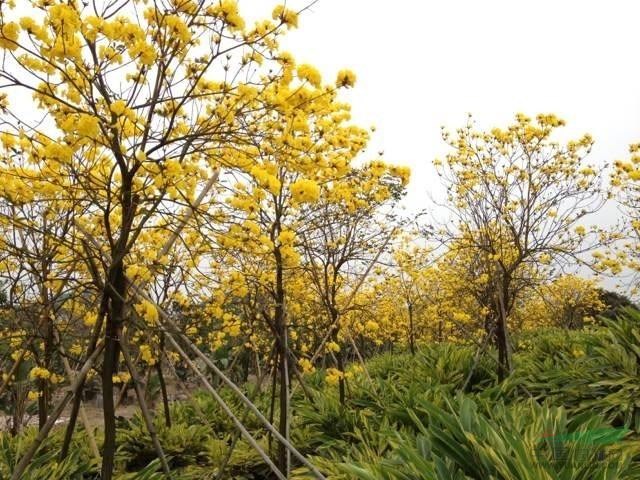 黃花風鈴木胸徑15公分精品地苗袋苗