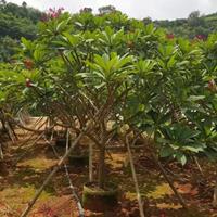 福建漳州鸡蛋花基地各种规格大量供应，鸡蛋花价格