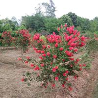 福建漳州美花红千层基地各种规格大量批发供应