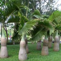 福建漳州酒瓶椰子基地各种规格大量批发供应 自家货源，无中介