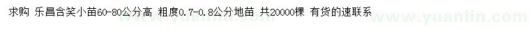 求购粗0.7-0.8公分乐昌含笑小苗