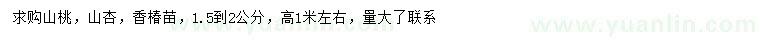 求购山桃、山杏、香椿苗