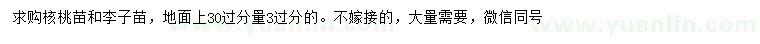 求购地面30量3公分核桃苗、李子苗